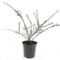 Cotoneaster con. Decorus