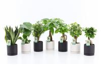 Houseplants Exotic Green varieties in Hainan ceramic