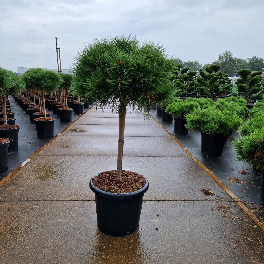 Picture of Pinus nigra Brepo C20 120CM