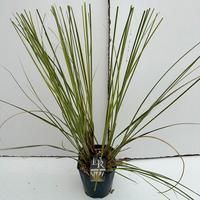 Cortaderia sell. Golden Minipampas