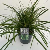 Carex osh. Everlime