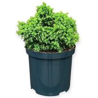 Cryptomeria j. Twinkle Toes