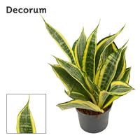 Sansevieria Hi Color