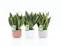 Sansevieria Futura Superba in Rodena ceramic