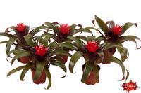 Guzmania Hope
