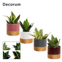 Sansevieria Hahnii Mix in Frederique (Rich love-collection)