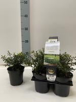 Ilex cr. Stokes 6-PACKS - Piece × 14 - £ 7.75 Shelf £ 7.58 Trolley