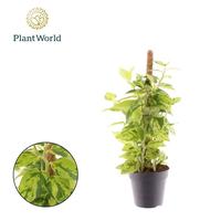 Pedilanthus Tithymaloides Moss Stick