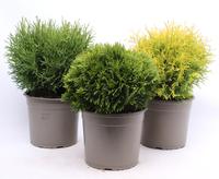Chamaecyparis in varieties