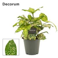Dracaena Godsefiana