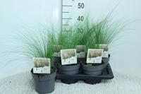 Stipa ten. Ponytails