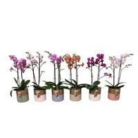 Phalaenopsis hybrid Multiflora varieties in BGC012 Metal Candle light