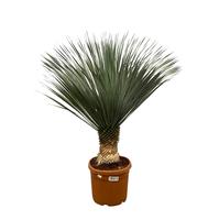 Yucca Rostrata