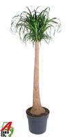 Nolina recurvata stem 3ft