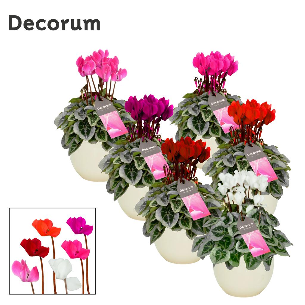 Picture of Cyclamen SS Picasso in varieties in Melanie ceramic P14 25CM