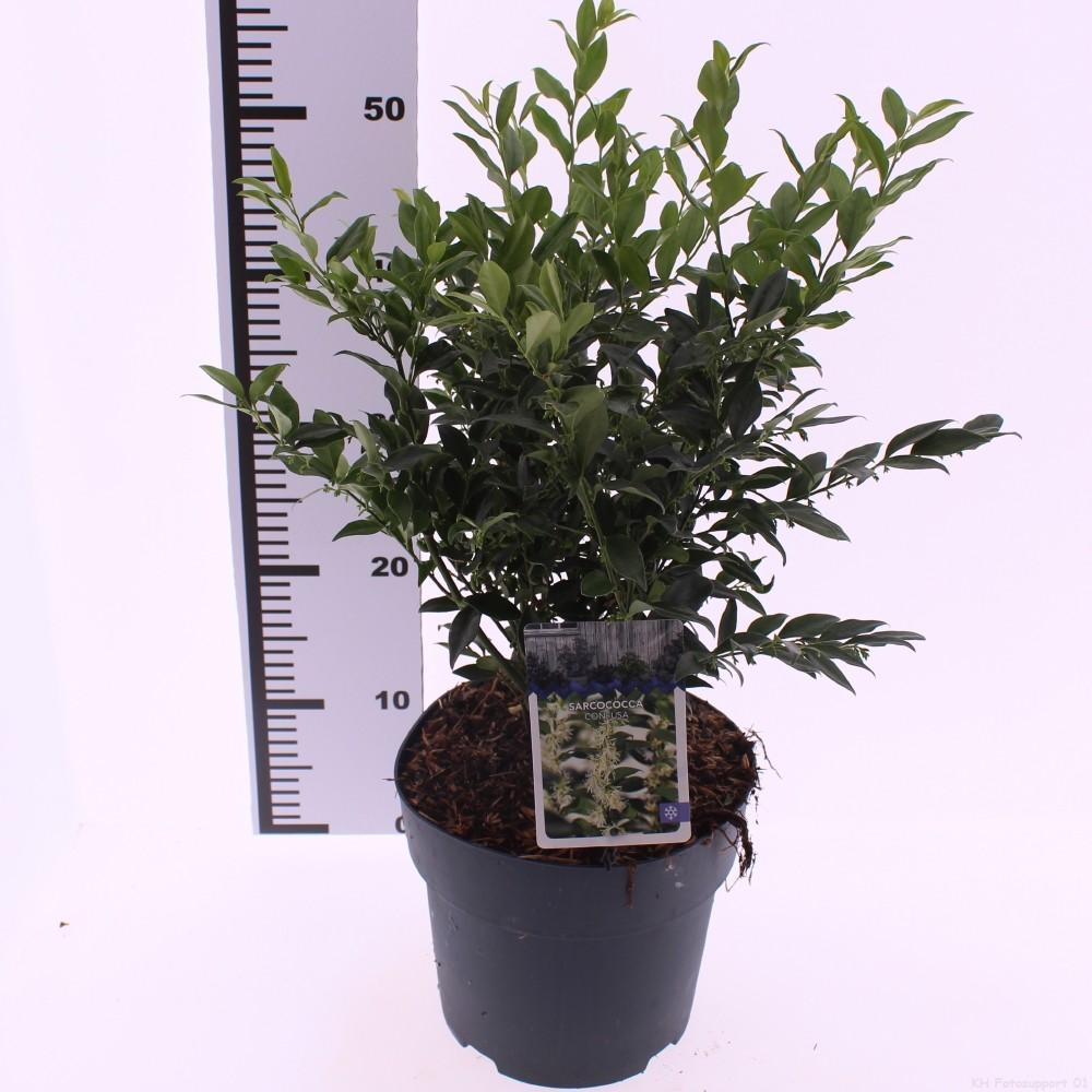 Picture of Sarcococca confusa P21 (4 Ltr)