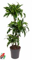 Dracaena Dorado 60-30-15