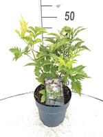 Sambucus nigra Serenade