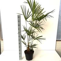 Trachycarpus fortunei