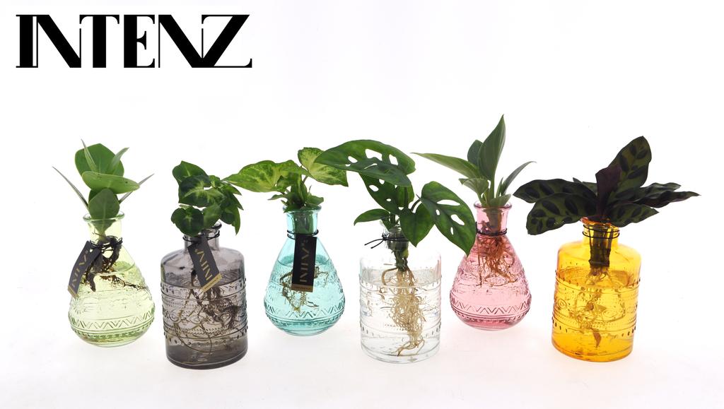 Picture of Hydroponic Houseplants varieties in Salinas glass P7 10CM