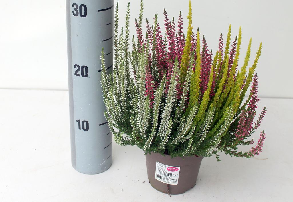 Billede af Calluna Garden Girls Trio (Red-White-Yellow) KW31-KW37 P12 25CM