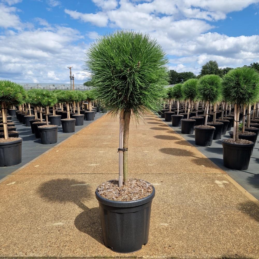 Picture of Pinus nigra Summer Breeze C18 40/STD-35-40-HEAD