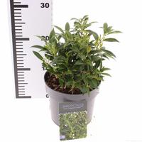 Sarcococca Fragrant Valley (Sarsid3) PBR