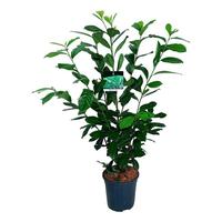 Prunus laur. Novita