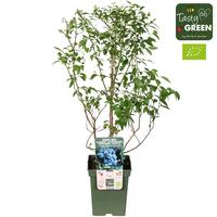 Vaccinium cor. Brigitta Blue
