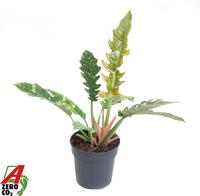 Philodendron Ring of Fire