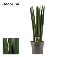 Sansevieria Cylindrica Straight