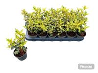 Osmanthus het. Tricolor