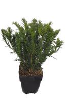 Taxus baccata Repandens