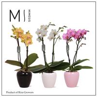 Phal. Mix Mimesis - 2 spike 7cm in Martine Mix Ceramic