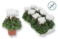 Cyclamen-COMPACT white