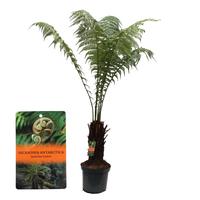 Dicksonia Antarctica (Tasmanian Treefern)