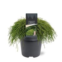 Chamaecyparis pis. Filifera Nana