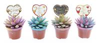 Echeveria miranda multi glitter + love label