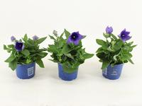 Platycodon Blue