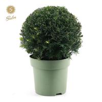 Taxus baccata