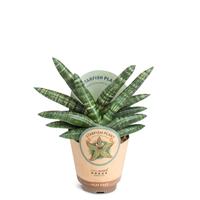 Sansevieria ´Boncellensis´
