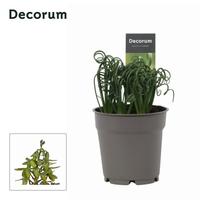 Albuca Spiralis Frizzle Sizzle