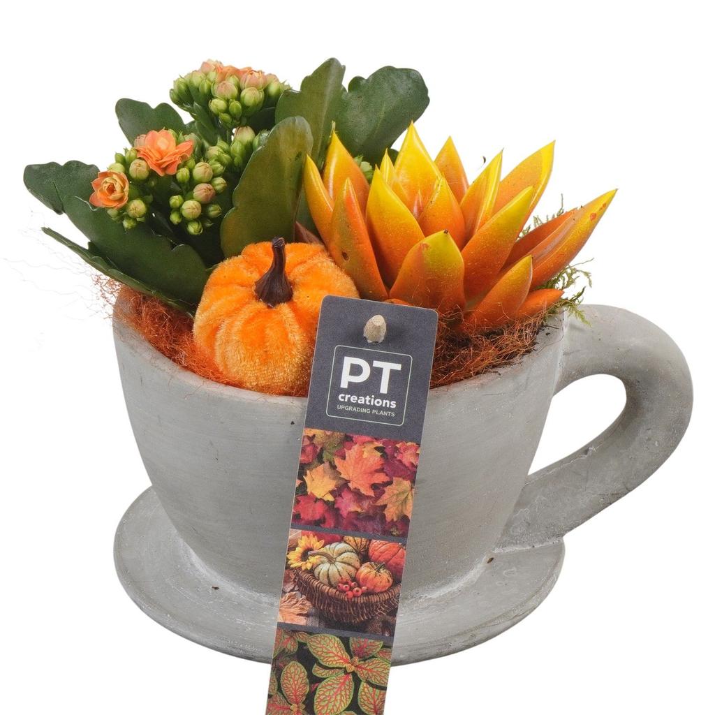 Picture of PTHI5481 Arrangement Autumn indoor in concrete pot P14 17cm