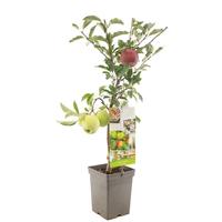 Malus dom. Duo-apple Patio 2 on 1