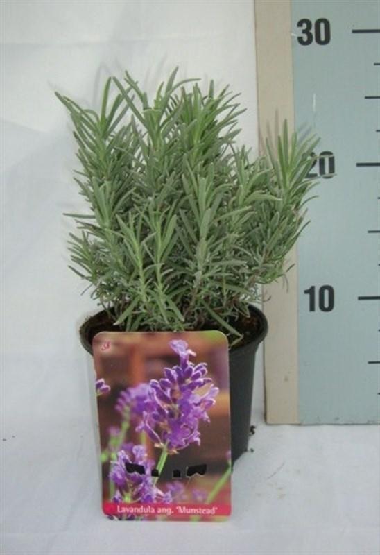 Picture of Lavandula angustifolia Munstead P13