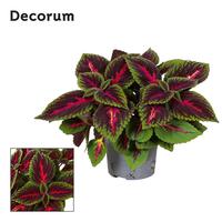 Coleus Ruby Road (Plectranthus)