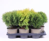 Thuja in varieties