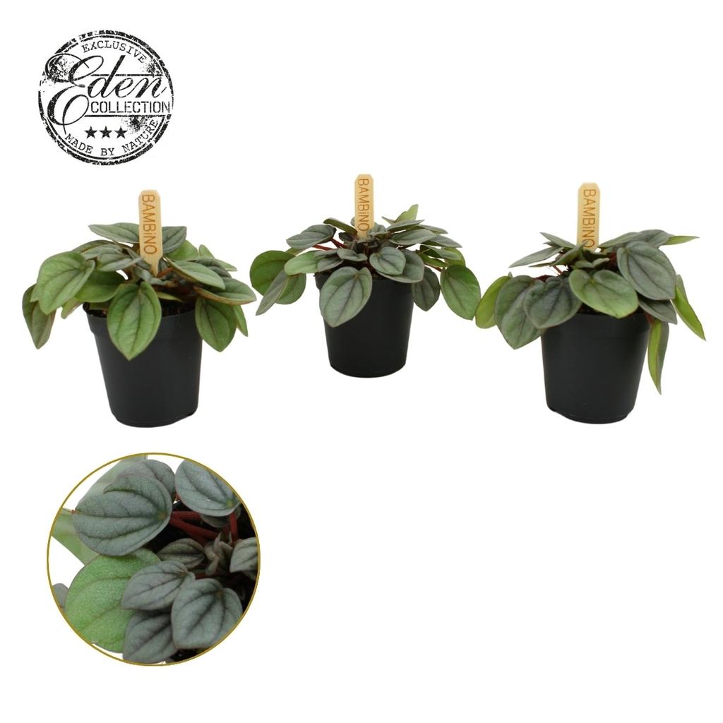 Afbeeldingen van Peperomia Milano Bambino P5.5 10CM