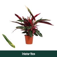 Calathea Triostar (Stromanthe)