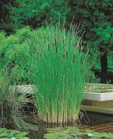Typha angustifolia
